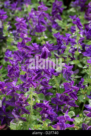 Clary annuale, Orval, Salvia viridis 'marmo Arch Blue', Lippenblütler. Mediterraneo in Crimea e in Iran. Foto Stock