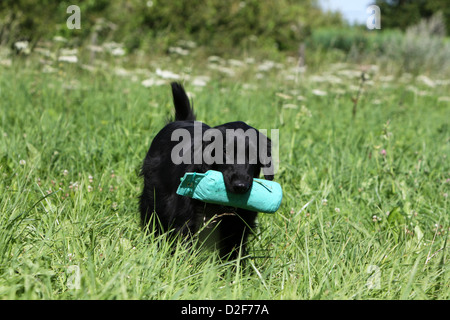 Cane rivestito piana retriever adulti (nero), il recupero di un fantoccio Foto Stock