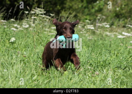 Cane rivestito piana retriever adulti (marrone) il recupero di un fantoccio Foto Stock