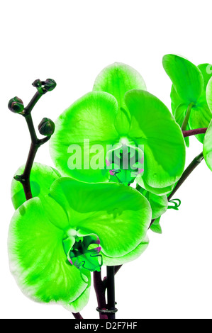 Green orchid isolato su bianco Foto Stock