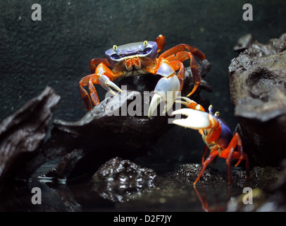 Rainbow i granchi, Potamon anomalus, Potamidae, crostacei. La Nigeria, Africa occidentale. Coloratissimi granchi di acqua dolce. Foto Stock