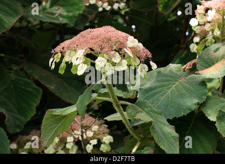 Sargent di ortensie o Lacecap, Hydrangea sargentiana, Hydrangeaceae, Centrale e del Sud della Cina. Foto Stock