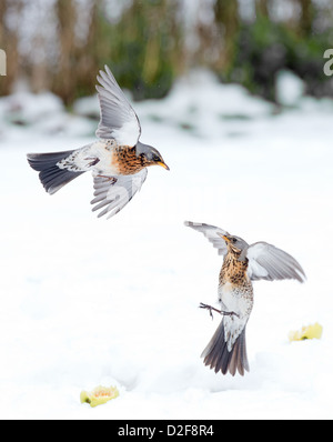 Coppia di cesene, Turdus pilaris, in lotta per il cibo, nella neve. L'inverno. Regno Unito Foto Stock