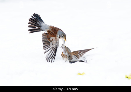 Coppia di cesene, Turdus pilaris, in lotta per il cibo, nella neve. L'inverno. Regno Unito Foto Stock