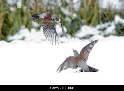 Coppia di cesene, Turdus pilaris, in lotta per il cibo, nella neve. L'inverno. Regno Unito Foto Stock