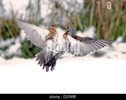 Coppia di cesene, Turdus pilaris, in lotta per il cibo, nella neve. L'inverno. Regno Unito Foto Stock