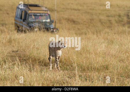 Cheetah camminare nelle praterie del Masai Mara mentre viene seguita da un veicolo di safari (Acinonyx jubatus) Foto Stock