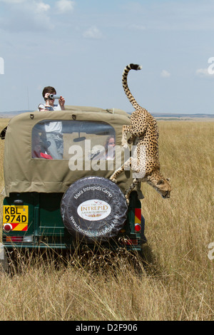 Cheetah salta fuori da un veicolo di safari mentre viene fotografata da turista a Masai Mara, Kenya (Acinonyx jubatus) Foto Stock