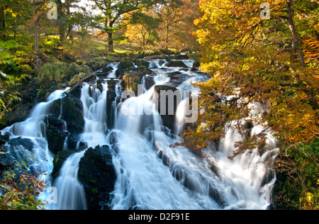 Swallow cade in autunno, vicino a Betws y Coed, Parco Nazionale di Snowdonia, Wales, Regno Unito Foto Stock