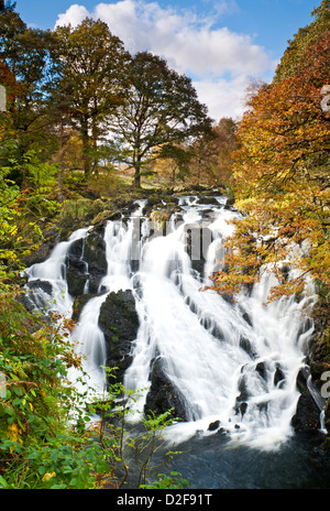 Swallow cade in autunno, vicino a Betws y Coed, Parco Nazionale di Snowdonia, Wales, Regno Unito Foto Stock