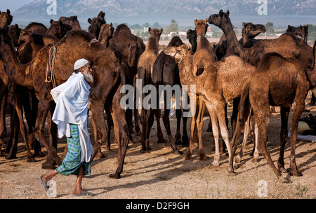Un cammello herder aziona una mandria attraverso il deserto di Thar verso Pushkar per l'annuale fiera, Rajasthan, India. Foto Stock