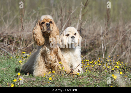 Cane American Cocker Spaniel adulto e cucciolo (oro e crema) seduto in un prato Foto Stock