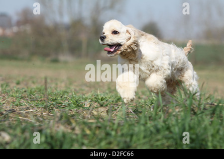 Cane American Cocker Spaniel cucciolo (crema) in esecuzione in un campo Foto Stock