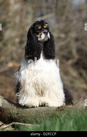 Cane American Cocker Spaniel adulto (tricolore nero, bianco e marrone) in piedi su una tavola di legno Foto Stock