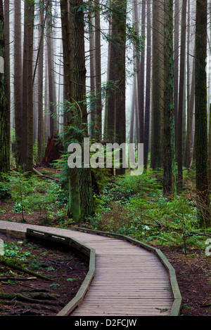 Una passerella rialzata su un sentiero attraverso la foresta pluviale temperata, Vancouver, Canada Foto Stock