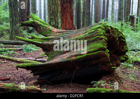 Un crollato marciume moncone in una foresta pluviale temperata Foto Stock