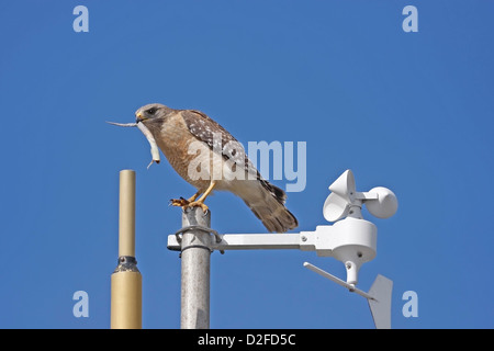 Red-Hawk con spallamento (Buteo lineatus) Foto Stock