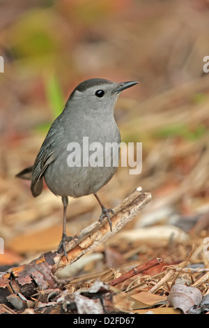 Grigio (Catbird Dumetella carolinensis) Foto Stock