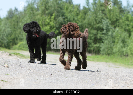 Cane Barbet / Francese cane di acqua due adulti diversi colori (nero e marrone) in piedi Foto Stock