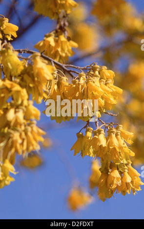 Fiori nativi di Kōwhai (Sophora), Christchurch Botanical Gardens, Christchurch (Ōtautahi), Canterbury, nuova Zelanda Foto Stock