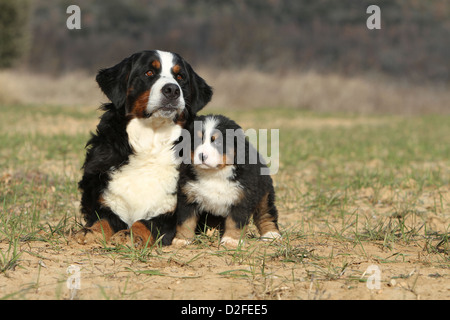Cane Bovaro del Bernese adulto e cucciolo in un prato Foto Stock