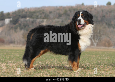 Cane Bovaro del Bernese adulto profilo standard Foto Stock