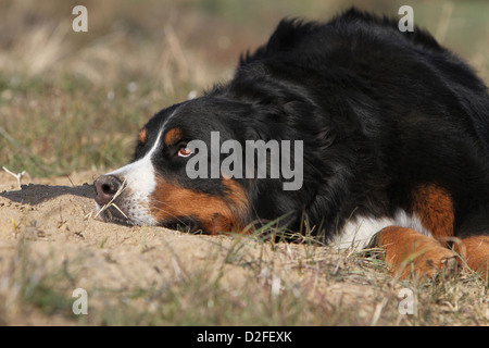 Cane Bovaro del Bernese adulto giacente a terra Foto Stock