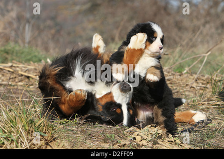 Cane Bovaro del Bernese adulto e cucciolo di riproduzione Foto Stock