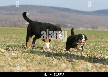 Cane Bovaro del Bernese adulto e cucciolo in esecuzione in un campo Foto Stock