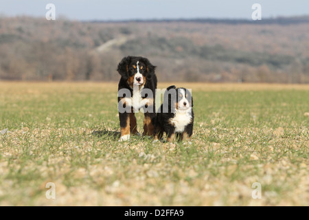 Cane montagna Bernese due cuccioli di diversa età Foto Stock