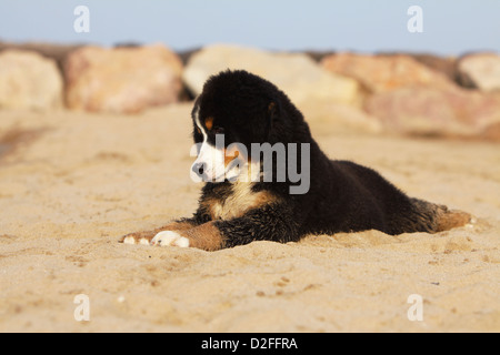 Cane Bovaro del Bernese cucciolo giacente nella sabbia Foto Stock