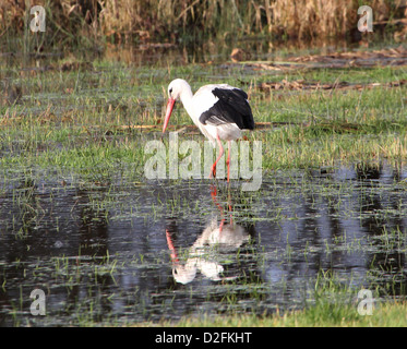 Unione Cicogna bianca (Ciconia ciconia) walking & rovistando in un sommerso prato in autunno e riflessi nell'acqua Foto Stock