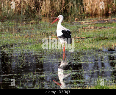 Unione Cicogna bianca (Ciconia ciconia) camminare in un prato in autunno e riflessi nell'acqua Foto Stock