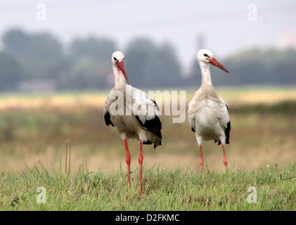 Due comunità Cicogna bianca (Ciconia ciconia) in un prato Foto Stock