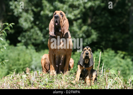 Bloodhound cane / Chien de Saint-Hubert adulto e cucciolo seduto in un prato Foto Stock