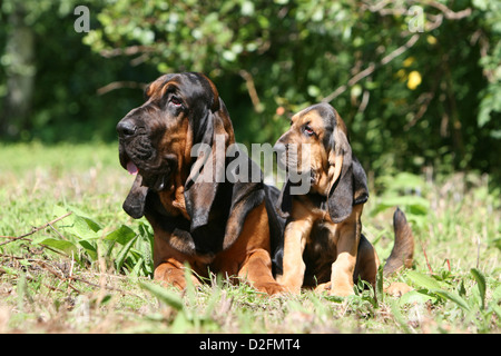 Bloodhound cane / Chien de Saint-Hubert adulto e cucciolo in un prato Foto Stock