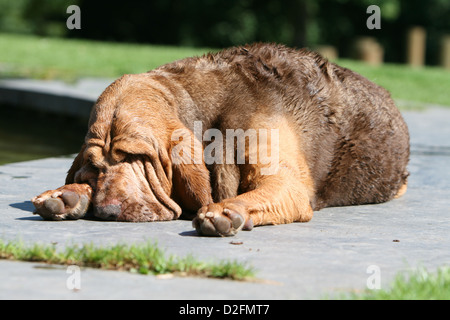 Bloodhound cane / Chien de Saint-Hubert adulto l'odore del suolo Foto Stock