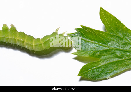 Verde / caterpillar inchworm e foglia di prezzemolo su sfondo bianco Foto Stock