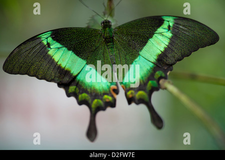 Uno smeraldo a coda di rondine, butterfly Papilio palinurus Foto Stock