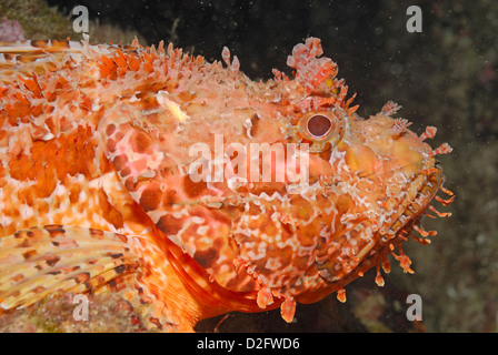 Close-up di un RED Scorfani (Scorpaena Scrofa) Foto Stock