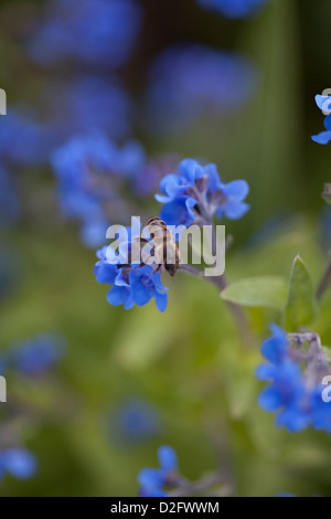 Un ape su blue non ti scordar di me fiori, Myosotis Foto Stock