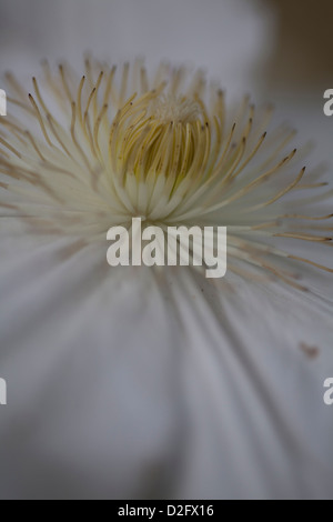 Il centro di un clematide bianca con dei fiori gialli e bianchi stami Foto Stock