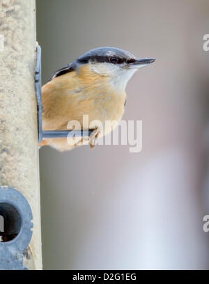 Northampton, Regno Unito. Il 23 gennaio 2013. Visitatore insolito, picchio muratore Sitta europaea (Sittidae) su un alimentatore con semi di girasole Credit: Keith J Smith. / Alamy Live News Foto Stock