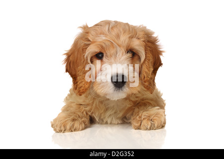 Splendida cucciola cavapoo guardando il vostro modo, isolato su bianco. Foto Stock