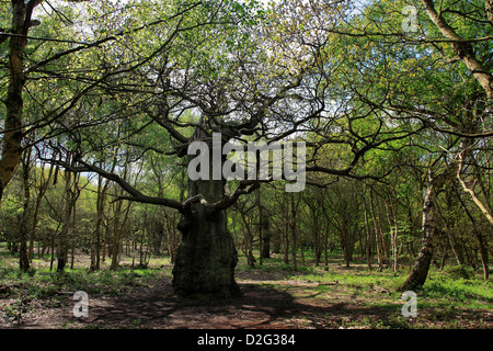 Antica grande alberi di quercia Quercus robur nella primavera del verde dei boschi, la Foresta di Sherwood SSSI, Nottinghamshire, Inghilterra, Regno Unito, Foto Stock