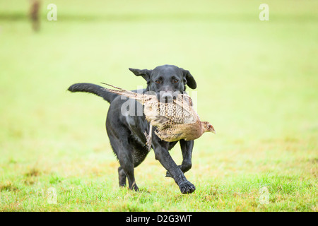 Cane da trasportare Gallina Volatile. Foto Stock