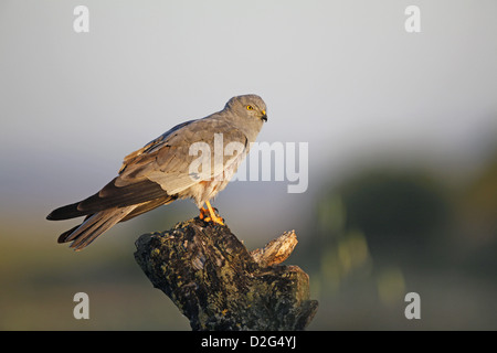 Montagu's Harrier, Circus pygargus, maschio Foto Stock