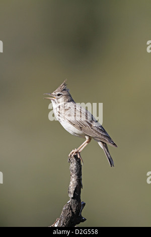 Thekla Lark, Galerida theklae, chiamando Foto Stock