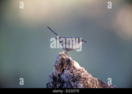 Trillo sardo, Sylvia melanocephala, femmina Foto Stock