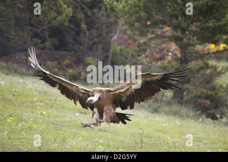 Grifone, Gyps fulvus e sbarco Foto Stock